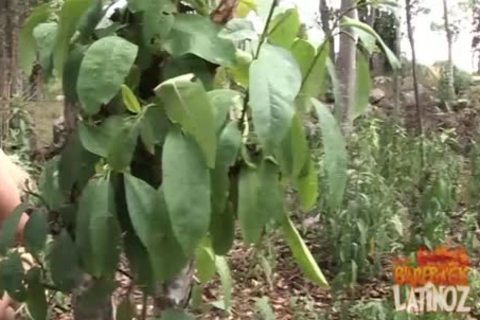 Latinos And Indians raw Sex fuckfest